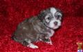 havanese puppy posted by Tiny Tots Texas